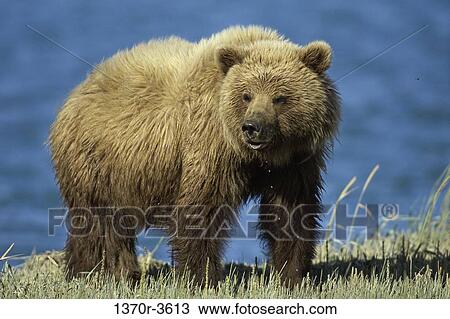 Stock Image - Brown Bear. Fotosearch
