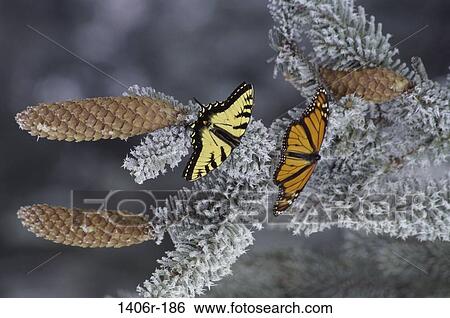 bugs, resting, pair, rest, branches, animals View Large Photo Image Stock Photograph - bugs, resting, pair, rest, branches, animals. Fotosearch