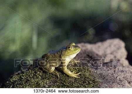 Bullfrog View Large Photo Image Picture - Bullfrog. Fotosearch