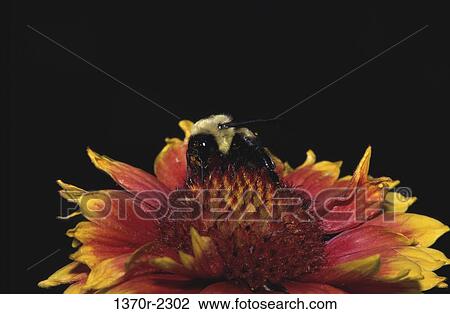 Stock Image - Bumblebee. Fotosearch