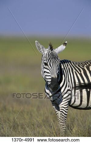 Burchell's Zebra View Large Photo Image Stock Image - Burchell's Zebra. Fotosearch