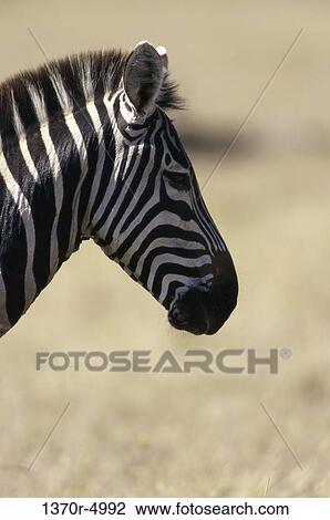 Stock Image - Burchell's Zebra. Fotosearch