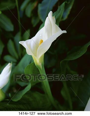 Calla Lilly View Large Photo Image Stock Photo - Calla Lilly. Fotosearch