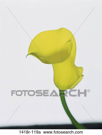Stock Image - Calla Lily. Fotosearch