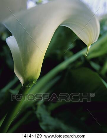 Calla Lily View Large Photo Image Stock Photo - Calla Lily. Fotosearch