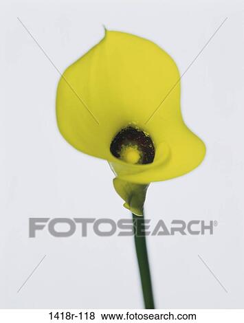 Calla Lily View Large Photo Image Stock Photo - Calla Lily. Fotosearch