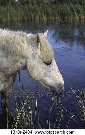 Camargue Horse View Large Photo Image Picture - Camargue Horse. Fotosearch