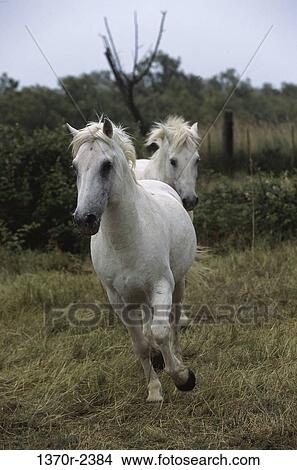Camargue Horses View Large Photo Image Picture - Camargue Horses. Fotosearch