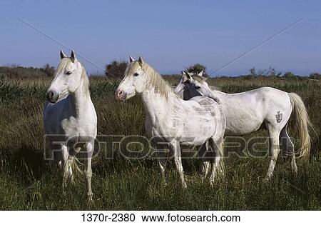 Stock Image - Camargue Horses. Fotosearch