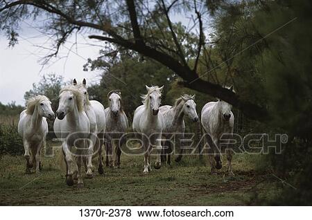 Camargue Horses View Large Photo Image Stock Photo - Camargue Horses. Fotosearch