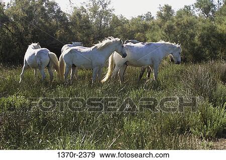 Camargue Horses View Large Photo Image Stock Photo - Camargue Horses. Fotosearch