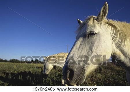 Camargue Horses View Large Photo Image Stock Photography - Camargue Horses. Fotosearch