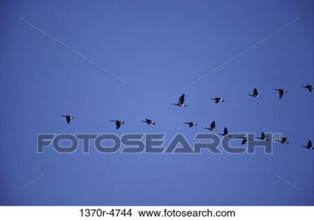 Canada Geese View Large Photo Image Picture - Canada Geese. Fotosearch