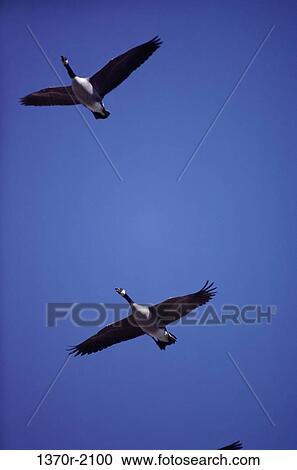 Canada Geese View Large Photo Image Stock Image - Canada Geese. Fotosearch