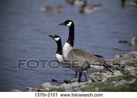 Canada Geese View Large Photo Image Stock Image - Canada Geese. Fotosearch