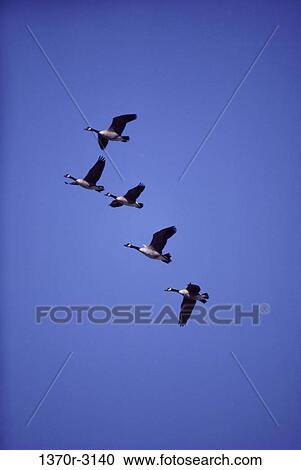 Canada Geese View Large Photo Image Stock Image - Canada Geese. Fotosearch