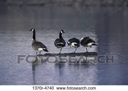 Canada Geese View Large Photo Image Stock Image - Canada Geese. Fotosearch