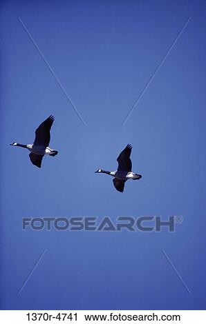 Canada Geese View Large Photo Image Stock Image - Canada Geese. Fotosearch
