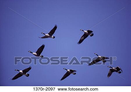 Canada Geese View Large Photo Image Stock Photo - Canada Geese. Fotosearch