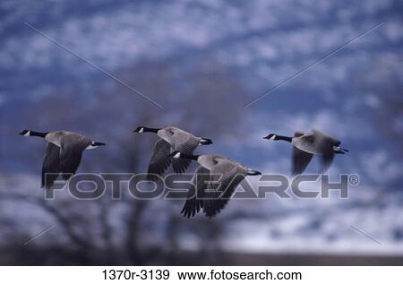 Canada Geese View Large Photo Image Stock Photo - Canada Geese. Fotosearch