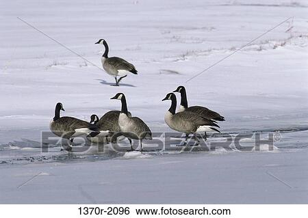 Canada Geese View Large Photo Image Stock Photograph - Canada Geese. Fotosearch