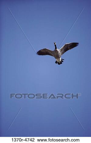 Canada Goose View Large Photo Image Stock Image - Canada Goose. Fotosearch