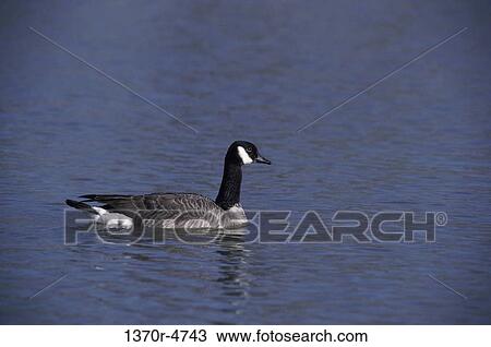 Canada Goose View Large Photo Image Stock Image - Canada Goose. Fotosearch