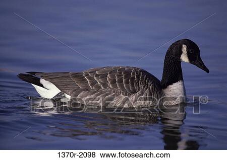 Canada Goose View Large Photo Image Stock Photo - Canada Goose. Fotosearch