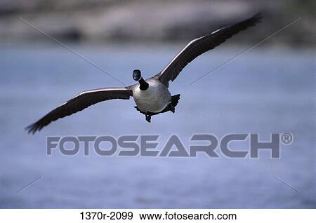 Stock Photo - Canada Goose. Fotosearch