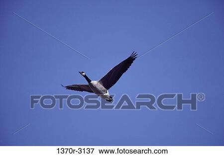 Canada Goose View Large Photo Image Stock Photo - Canada Goose. Fotosearch
