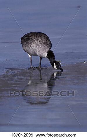 Canada Goose View Large Photo Image Stock Photography - Canada Goose. Fotosearch