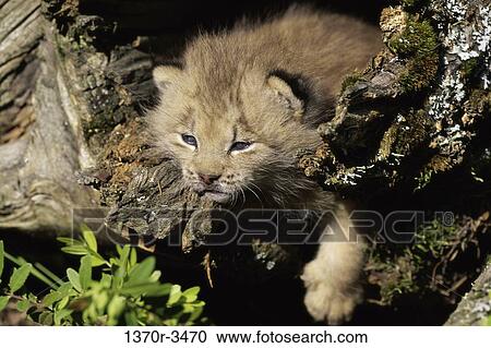 Canada Lynx View Large Photo Image Stock Image - Canada Lynx. Fotosearch