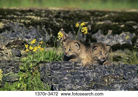 Stock Image - Canada Lynx. Fotosearch