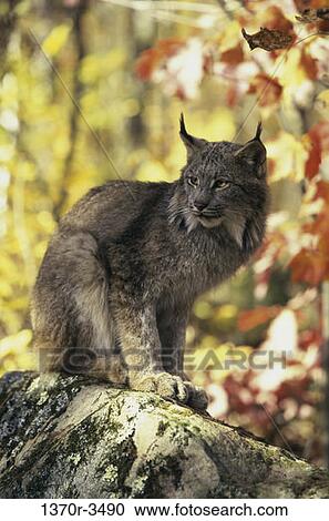 Canada Lynx View Large Photo Image Stock Image - Canada Lynx. Fotosearch