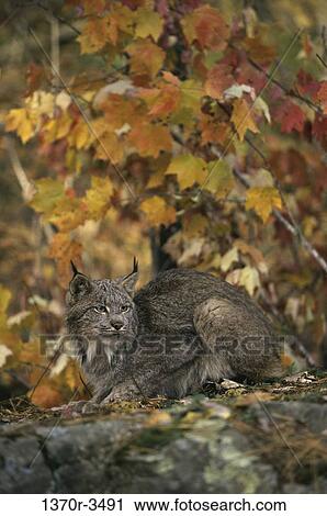 Canada Lynx View Large Photo Image Stock Image - Canada Lynx. Fotosearch
