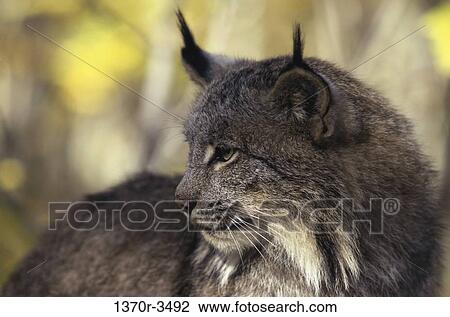 Canada Lynx View Large Photo Image Stock Image - Canada Lynx. Fotosearch