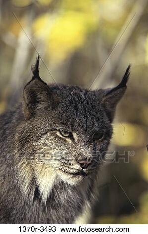 Canada Lynx View Large Photo Image Stock Image - Canada Lynx. Fotosearch