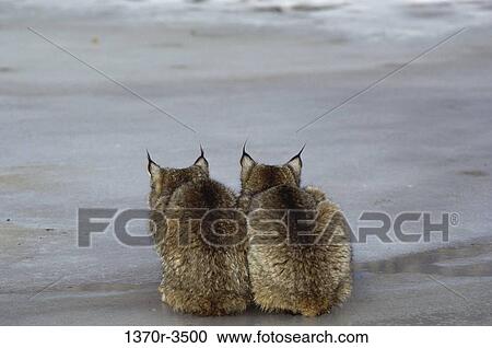 Stock Image - Canada Lynx. Fotosearch