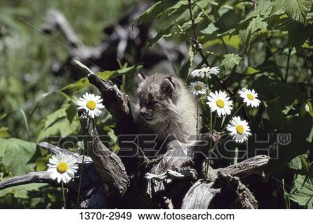 Canada Lynx View Large Photo Image Stock Photo - Canada Lynx. Fotosearch
