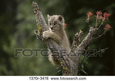 Canada Lynx View Large Photo Image Stock Photo - Canada Lynx. Fotosearch