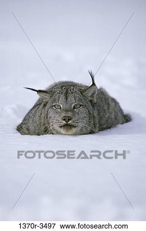 Canada Lynx View Large Photo Image Stock Photo - Canada Lynx. Fotosearch