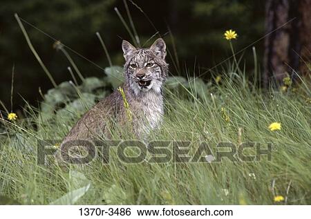 Canada Lynx View Large Photo Image Stock Photograph - Canada Lynx. Fotosearch