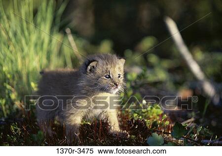 Canada Lynx View Large Photo Image Stock Photography - Canada Lynx. Fotosearch
