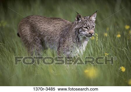Canada Lynx View Large Photo Image Stock Photography - Canada Lynx. Fotosearch