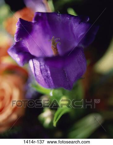 Canterbury Bell View Large Photo Image Stock Photo - Canterbury Bell. Fotosearch