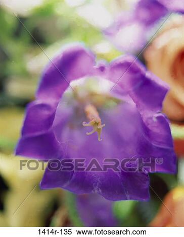 Stock Photography - Canterbury Bell. Fotosearch