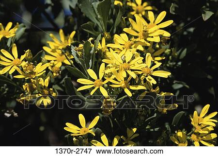 Cape Daisies View Large Photo Image Stock Photo - Cape Daisies. Fotosearch