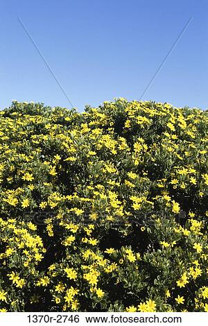 Cape Daisies View Large Photo Image Stock Photograph - Cape Daisies. Fotosearch