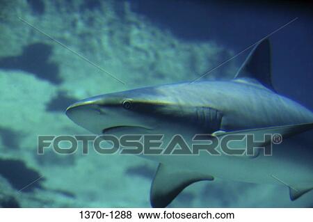 Caribbean Reef Shark View Large Photo Image Stock Photo - Caribbean Reef Shark. Fotosearch