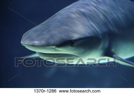 Caribbean Reef Shark View Large Photo Image Stock Photograph - Caribbean Reef Shark. Fotosearch